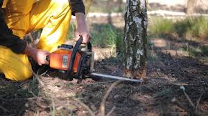 Best Arborist Consultation Services  in Twin Lakes, CO