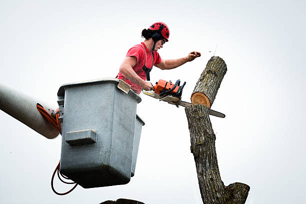 Best Tree Removal Service  in Twin Lakes, CO